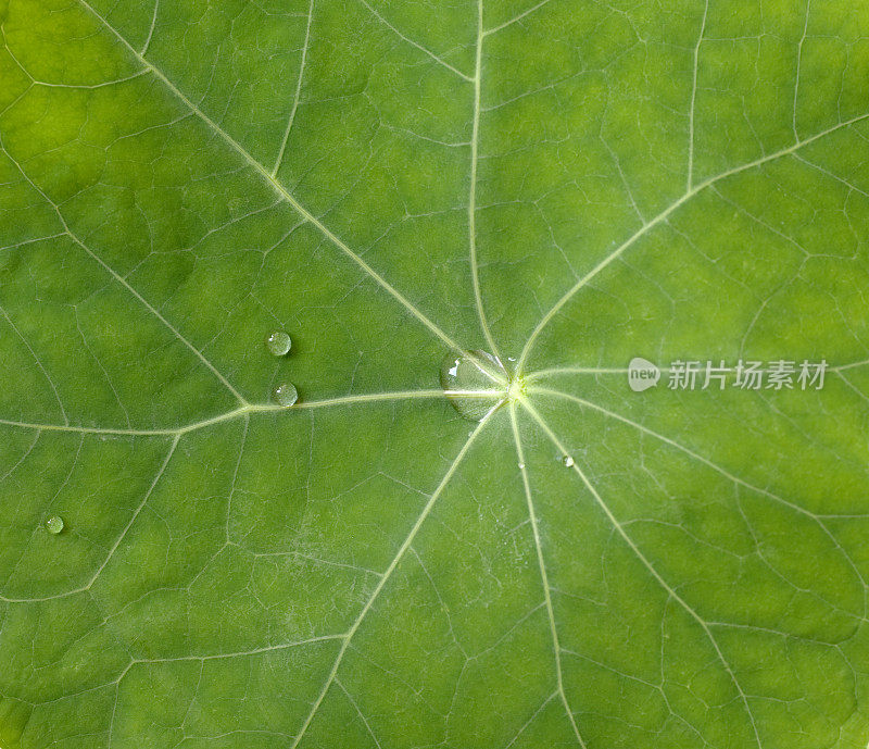 旱金莲(Tropaeolum majus)叶细节